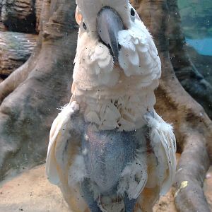 Moluccan cockatoo with feather damaging behaviour