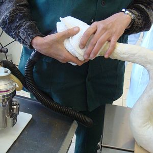 Inhalation anaestesia