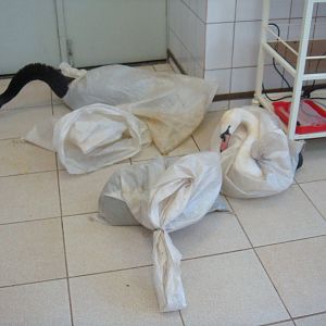 Swans before wing cutting