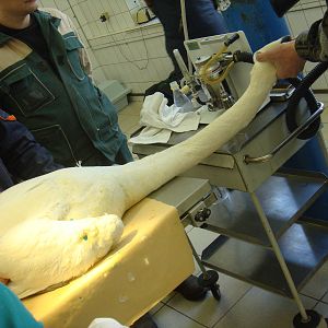 Mute swan during wing cutting surgery