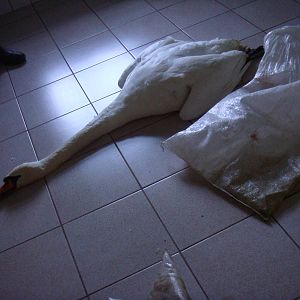 Anaesthetised Mute swan