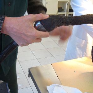 Inhalation anaestesia