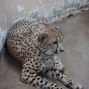 Cheetah