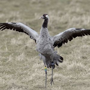 Common crane 'Willow'