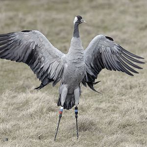 Common crane 'Wendy'
