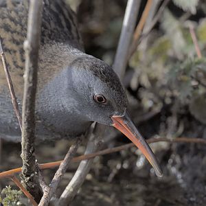 Water rail