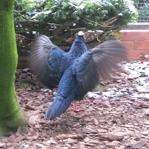Male Edwards Pheasant displaying to female.