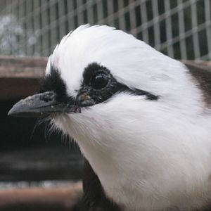 Sumatran Black and White Laughing Thrush.