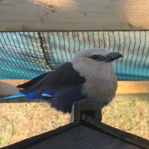 Blue-bellied Roller