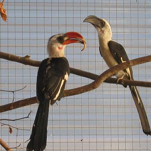 Pair of Von Der Deckens Hornbills.