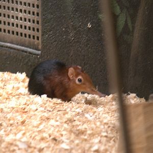 Black Rufous Elephant Shrew