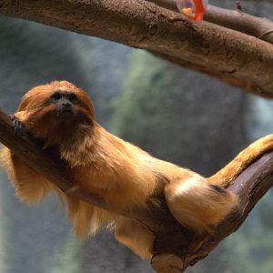 Golden Lion Tamarin