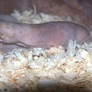 Naked Mole-rat