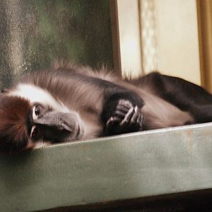 Red-Capped Mangabey