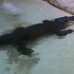 American Alligator