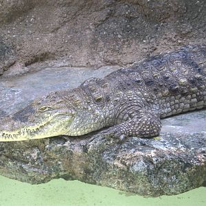 Nile Crocodile