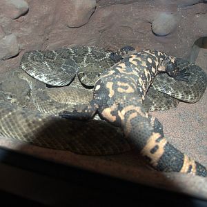 Western Diamondback Rattlesnake and Gila Monster
