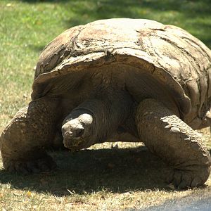 Aldabra Tortoise