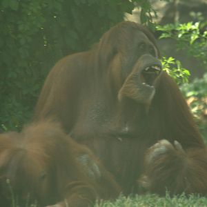 Sumatran Orangutan