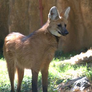 Maned Wolf