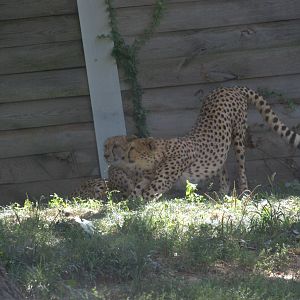 South African Cheetah