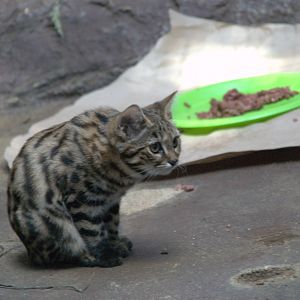 Black-footed Cat