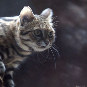 Black-footed Cat