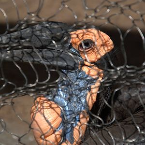 Southern Ground Hornbill