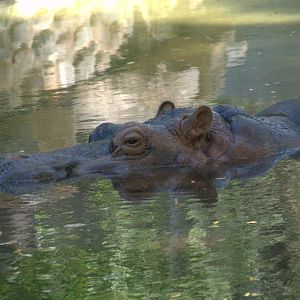 Nile Hippopotamus