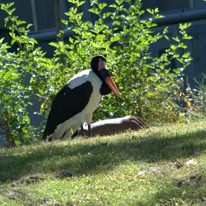 Saddle-billed Stork