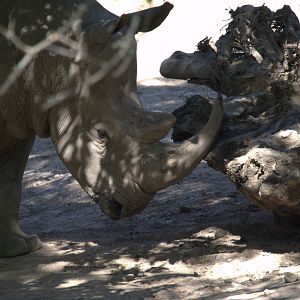 Southern White Rhinoceros