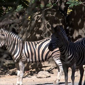 Burchell's Zebra