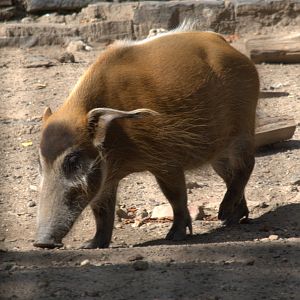 Red River Hog