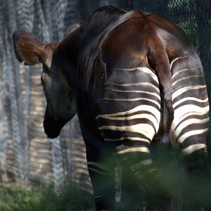 Okapi