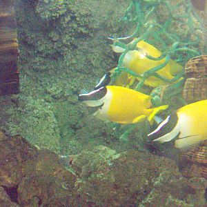 Blotched Foxface (Siganus unimcaulatus)