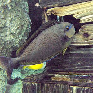 Vlamingii Tang (Naso vlamingii)