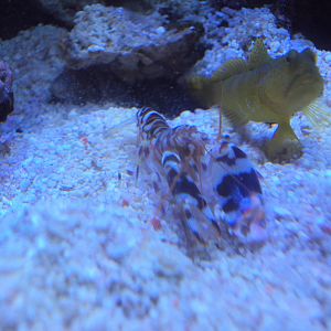 Shrimp and Fish ID please