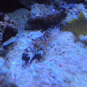 Yellow Prawn Goby (Cryptocentrus cinctus),Tiger Pistol Shrimp (Alpheus bell