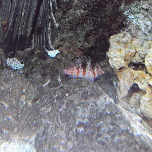 Dwarf Hawkfish (Cirrhitichthys falco)