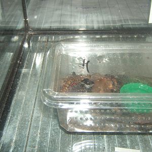 Giant Centipede (Scolopendra subspinipes)