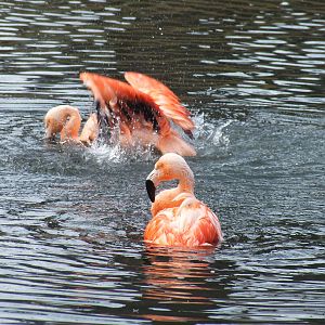 Chilean Flamingoes Splashing in Outdoor area