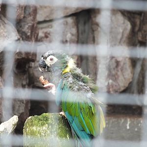 Fledgeling Yellow-collared Macaw