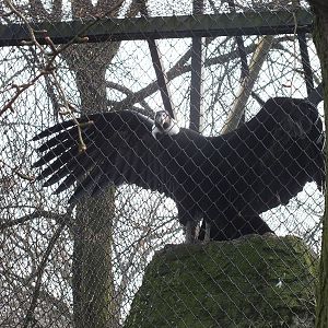 Andean Condor with wings out