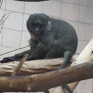 Allen's Swamp Monkey