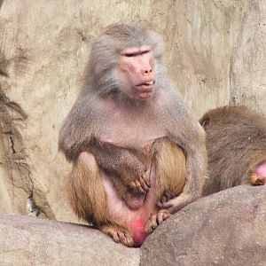 Grumpy Looking Hamadrayas Baboon