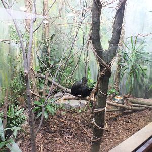 What was Egyptian Fruit Bat enclosure but is now home to a Blyth's Hornbill