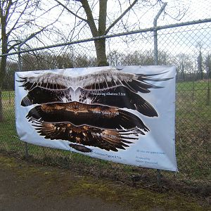 Bird wing size banner
