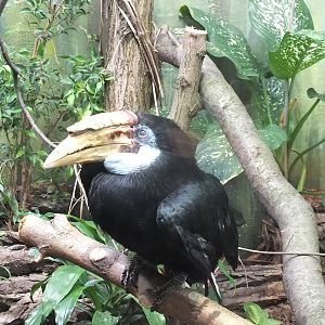 Blyth's Hornbill