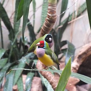 Gouldian Finch