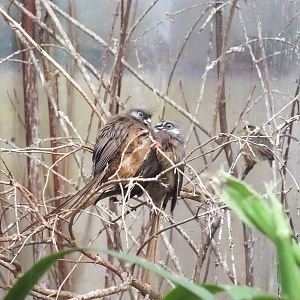 Speckled Mousebirds